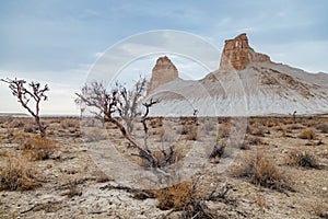 Dry saxaul in the desert on background of peaked rocks