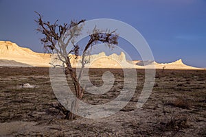 Dry saxaul in the desert on background of peaked white rocks, Boszhira canyon, plateau Ustyurt