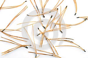 Dry Scots pine needles on white background