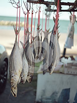 Dry sea fish for sale in market