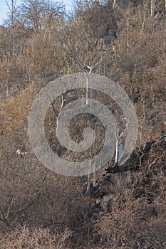 Dry season African forest