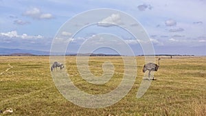 Dry season in the African savannah. Wildebeest grazes on yellow dry grass, ostrich walks.