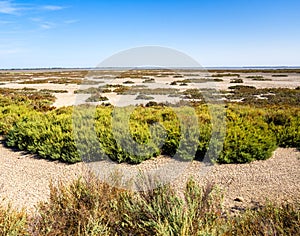 Dry season in the Camargue Natural Park - arid landscape