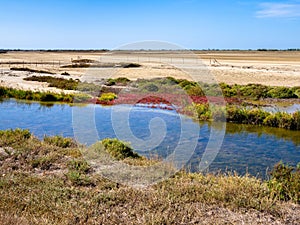 Dry season in the Camargue Natural Park - arid landscape