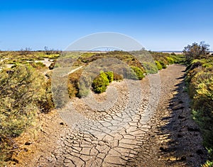 Dry season in the Camargue Natural Park - arid landscape