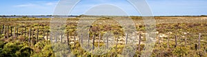 Dry season in the Camargue Natural Park - arid landscape