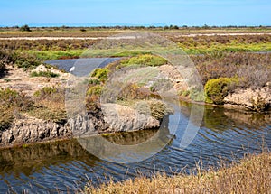 Dry season in the Camargue Natural Park - arid landscape