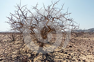 Dry season in desert