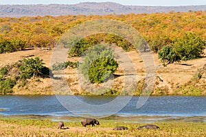 Dry Season Hippos