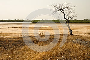 Dry season landscape in senegal