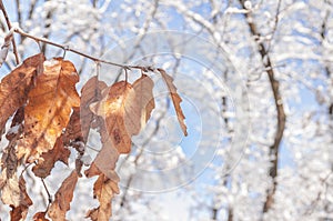 Dry season leaf on branch with snow and bokeh forest and blue sky