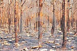 During the dry season, mixed deciduous forests in Southeast Asia are burned by forest fires. It is another factor of global warmin
