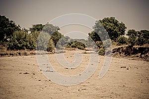 Dry season river bed. Tarangire National Park safari, Tanzania