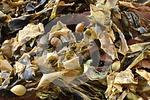 Dry seaweed
