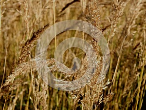 Dry sedge on a bog