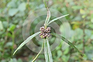 A dry seed cluster of a Ceylon slitwort plant in a lawn area