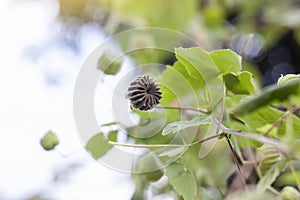 Dry seed of Indian Mallow, Chinese bell flower or Country mallow Abutilon indicum in the garden is a Thai herb.