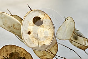 Dry seed pods of honesty plant