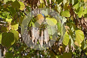 Dry seed pods in the leafage of cercis canadensis