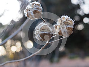 Dry seed pods in tree full of seeds.