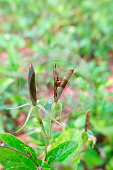 The dry seed pods of Waterkanon, Watrakanu,Minnieroot.