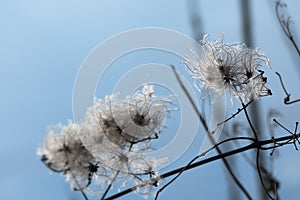 Dry seedheads of the wild clematis Clematis vitalba in winter