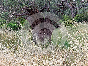 Dry and Seeding Wild Grass and an Ancient Olive Tree