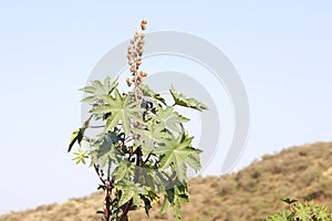 Dry seeds Castor oil plant, where extracts the known laxative castor oil, or Ricinus communis, commonly known as castor oil plant.