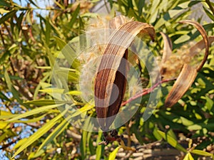 Dry seeds of Nerium oleander.