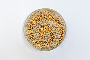dry seeds in plate on white background view from above. grain crops, malting barley