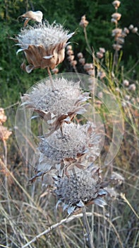 Dry seeds of the Praire photo