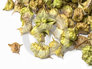 Dry Seeds of Tribulus terrestris plant