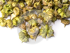 Dry Seeds of Tribulus terrestris plant