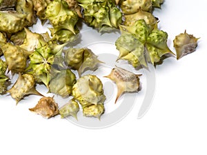 Dry Seeds of Tribulus terrestris plant