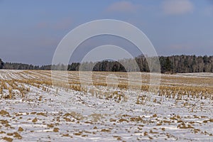 Dry , sharp stubble from the harvested corn crop