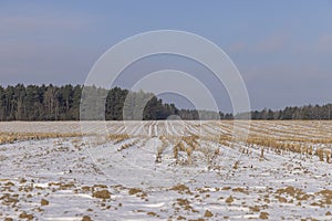 Dry , sharp stubble from the harvested corn crop