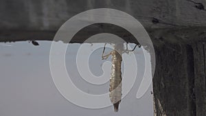 Dry shell of a dragonfly larva