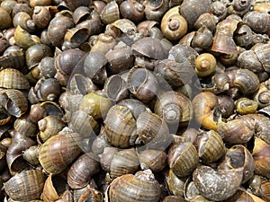 Dry shell on the ground