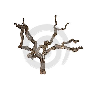 Dry short grape tree branch isolated white background