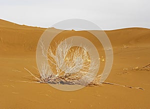 A dry shrub laying on sand of desert