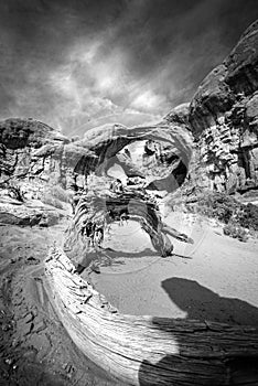 Dry shrub strain in the Arizona desert black and white USA