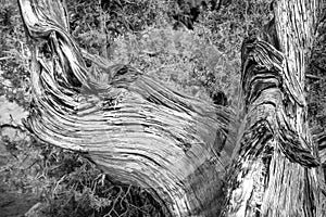 Dry shrub strain in the Arizona desert black and white USA