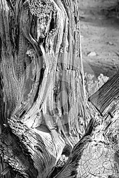 Dry shrub strain in the Arizona desert black and white USA
