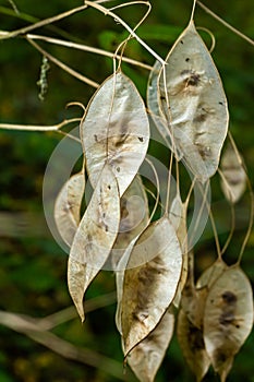 Dry silicles of Lunaria covered with rime in autumn morning against blurred garden. Closeup. Selective focus