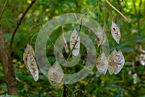 Dry silicles of Lunaria covered with rime in autumn morning against blurred garden. Closeup. Selective focus
