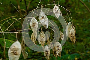 Dry silicles of Lunaria covered with rime in autumn morning against blurred garden. Closeup. Selective focus