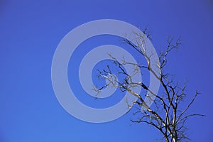 Dry singl tree on blue sky