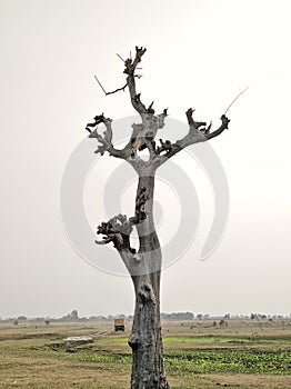 Dry single tree in large open ground