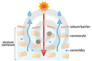 Dry skin layer with stratum corneum and ceramides. illustration. beauty and skin care concept