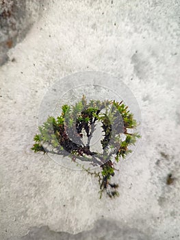 Dry small moss piece lying on white snow in a winter park lookig like a small tree with green top
